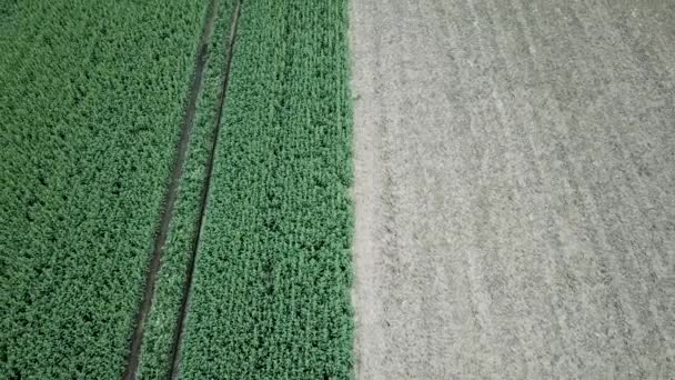 Zelená Řepkové Pole Zemědělství Venkovské Krajiny Letecký Pohled Zelená Řepka — Stock video