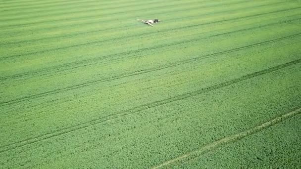 大規模なグリーン フィールドに化学物質を散布空撮農業機械 — ストック動画