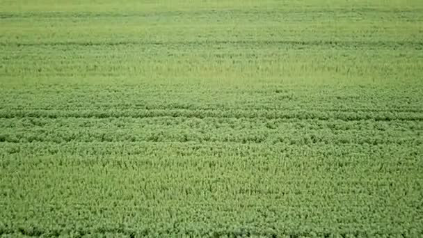 鸟瞰农业机械在大绿色领域喷洒化学药剂 — 图库视频影像