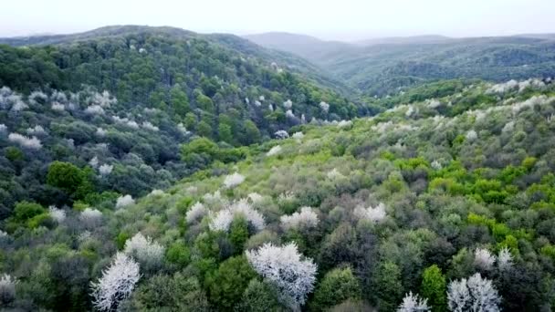 Bosque Primavera Verde Visto Desde Arriba Vuelo Sobre Montañas Primavera — Vídeos de Stock