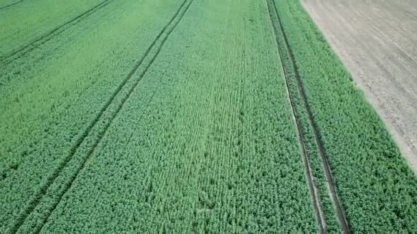 Campo Colza Verde Campo Agrícola Paisaje Vista Aérea Campo Colza — Vídeo de stock