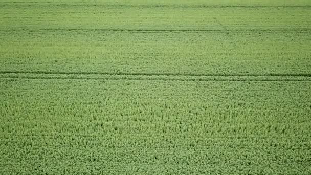 Yeşil Kolza Tohumu Alan Tarım Kırsal Manzara Havadan Görünümü Yeşil — Stok video