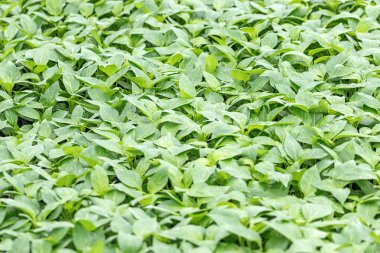 Biber fidesi, biber, Bahar fidan genç yapraklar. Spr