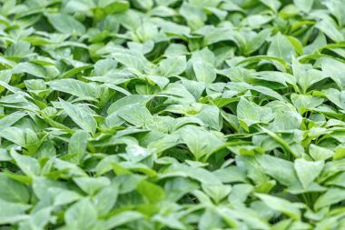 Biber fidesi, biber, Bahar fidan genç yapraklar. Spr