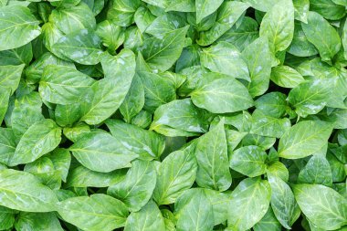 Biber fidesi, biber, Bahar fidan genç yapraklar. Spr