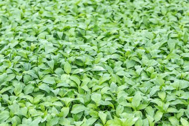 Biber fidesi, biber, Bahar fidan genç yapraklar. Spr