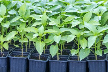 Biber fidesi, biber, Bahar fidan genç yapraklar. Spr