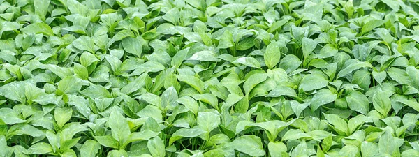 Pepper Seedlings, young foliage of pepper, Spring seedlings. Spr — Stock Photo, Image