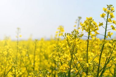 Kolza tohumu tarlada kolza tohumu çiçekler. Çiçek açan kanola çiçekler.