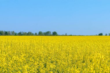 Kolza tohumu alan, sarı yağlı tecavüz tohumlar Bloom. Yeşil enerji Fie