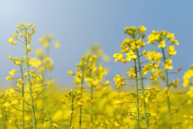 Kolza tohumu tarlada kolza tohumu çiçekler. Çiçek açan kanola çiçekler.