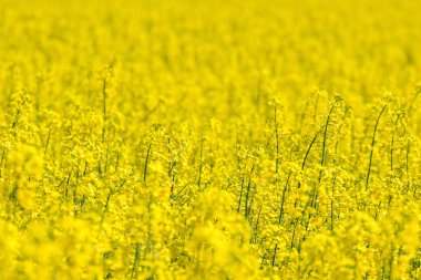 Kolza tohumu alan, sarı yağlı tecavüz tohumlar Bloom. Yeşil enerji Fie