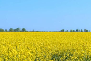 Kolza tohumu alan, sarı yağlı tecavüz tohumlar Bloom. Yeşil enerji Fie