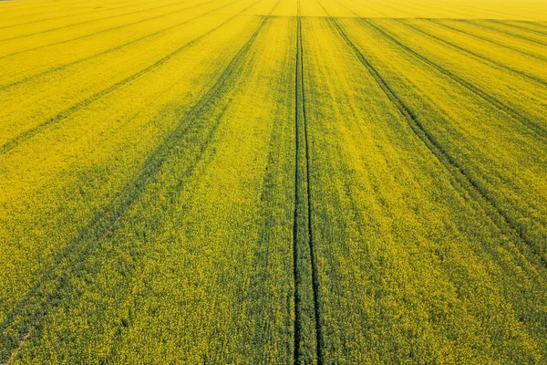 Vista aérea del campo de colza amarilla. Vista aérea campos agrícolas . —  Fotos de Stock