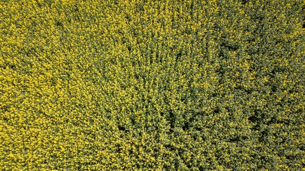 Vista aérea del campo de colza amarilla. Vista aérea campos agrícolas . — Foto de Stock