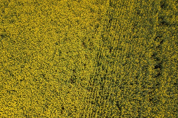 Aerial view of yellow rapeseed field. Aerial view agricultural fields.