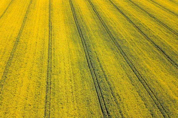 Luftaufnahme des gelben Rapsfeldes. Landwirtschaftliche Felder aus der Luft. — Stockfoto