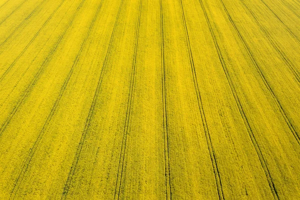 Εναέρια άποψη του πεδίου κίτρινο ελαιοκράμβη. Αεροφωτογραφία αγρούς. — Φωτογραφία Αρχείου