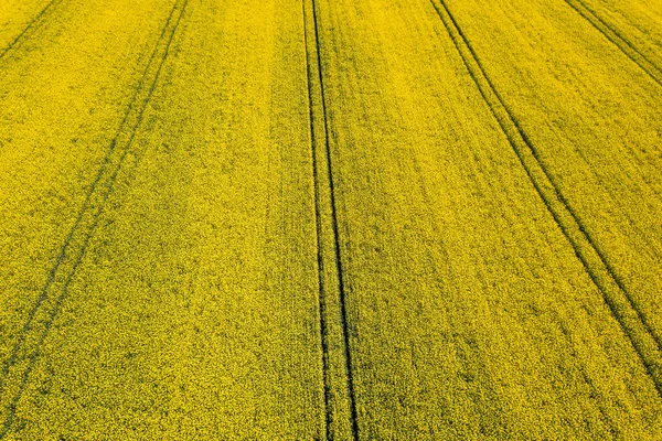 黄色の菜種フィールドの空撮。空撮農業分野. — ストック写真