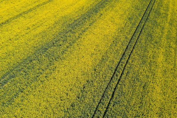 Vista aérea do campo de colza amarelo. Vista aérea agrícola f — Fotografia de Stock