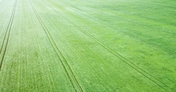 Aerial green wheat field. Aerial view large green field. — Stock Photo, Image