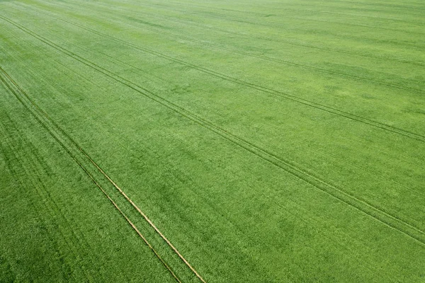 공중 녹색 밀밭. 공중에서 보는 커다란 녹지. — 스톡 사진