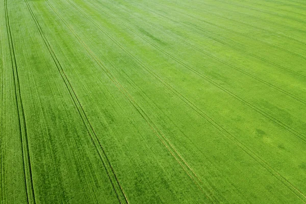 Aerial green wheat field. Aerial view large green field. — Stock Photo, Image