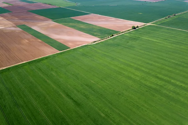 Aerial green wheat field. Aerial view large green field. — Stock Photo, Image