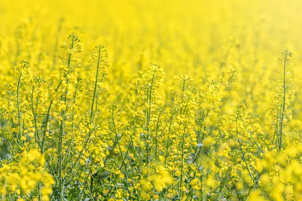 Rapeseed Flowers in rapeseed field. Blooming canola flowers. — Stock Photo, Image