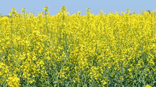 Campo de colza, sementes de colza de óleo amarelo em flor. Energia verde Fie — Fotografia de Stock