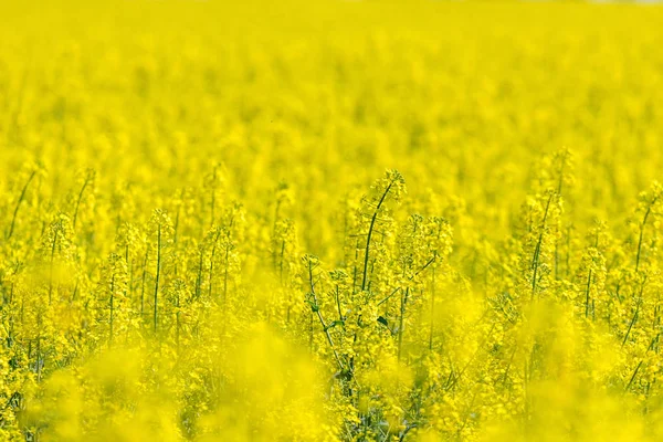 Kolza tohumu alan, sarı yağlı tecavüz tohumlar Bloom. Yeşil enerji Fie