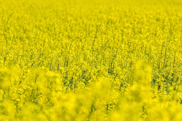 菜の花菜の花のフィールドで。菜種花が咲く. — ストック写真