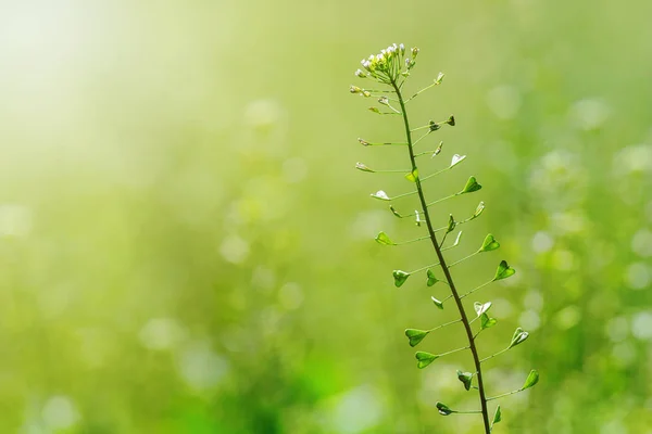 Çoban çantası, Capsella bursa pastoris, çiçek Shepherd'ın çanta. — Stok fotoğraf