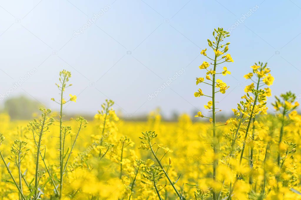 Rapeseed Flowers in rapeseed field. Blooming canola flowers.