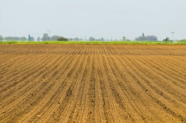 Aşıladı alan. Bahar tarım alanlarında. Bitkileri Ekim.