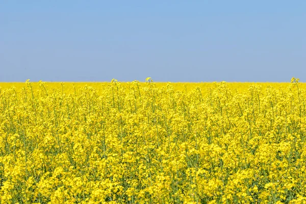 Řepkové pole, žlutých olejnatých semen řepky v květu. Zelená energie Fuj — Stock fotografie