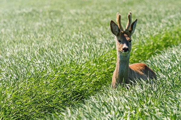 Reeën Buck in een tarweveld. Reeën wildlife. — Stockfoto