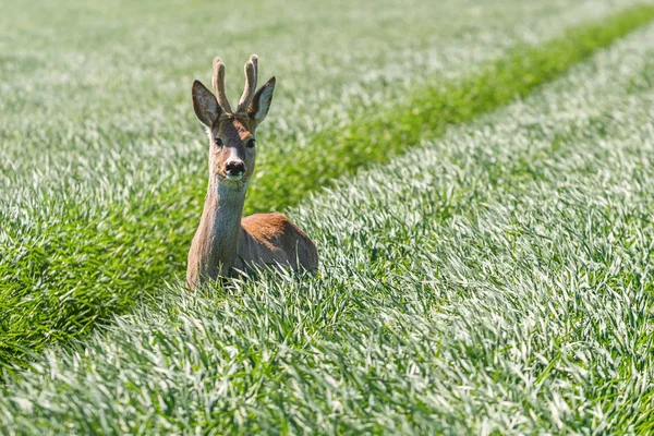 Reeën Buck in een tarweveld. Reeën wildlife. — Stockfoto
