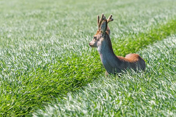 Reeën Buck in een tarweveld. Reeën wildlife. — Stockfoto