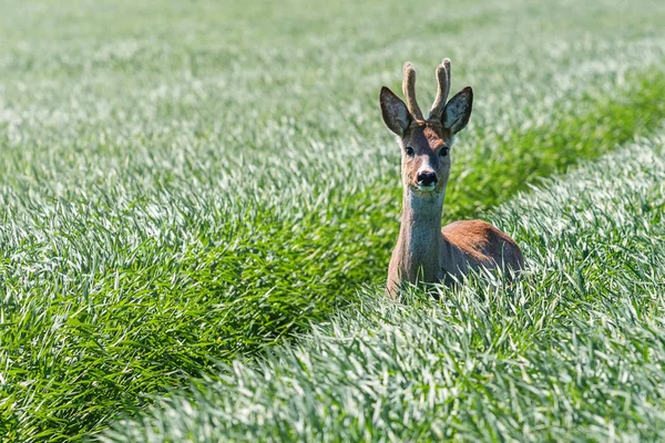 Reeën Buck in een tarweveld. Reeën wildlife. — Stockfoto