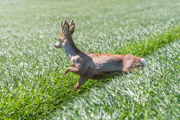 Reeën Buck in een tarweveld. Reeën wildlife. — Stockfoto