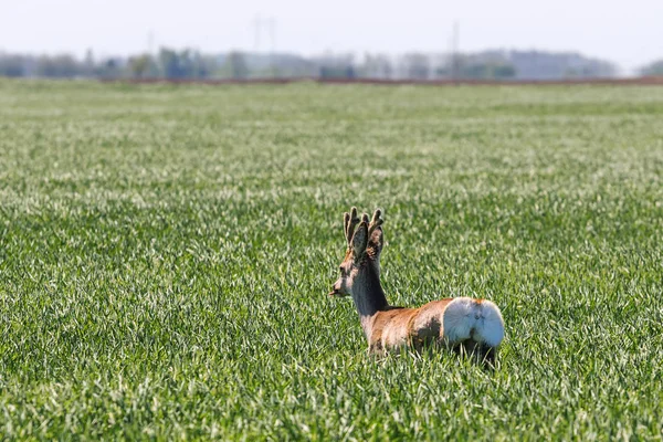 Roe Deer Buck no campo de trigo. Cervos Roe vida selvagem . — Fotografia de Stock