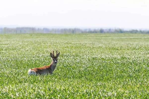 Ciervo Buck en el campo de trigo. Corzo ciervo vida silvestre . —  Fotos de Stock