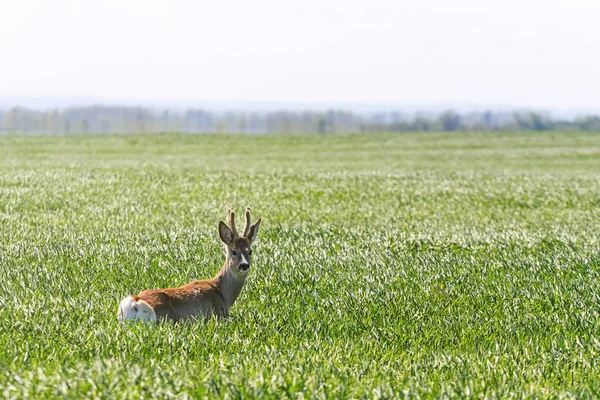 Reeën Buck in een tarweveld. Reeën wildlife. — Stockfoto