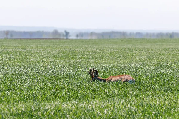 Roe Deer Buck no campo de trigo. Cervos Roe vida selvagem . — Fotografia de Stock