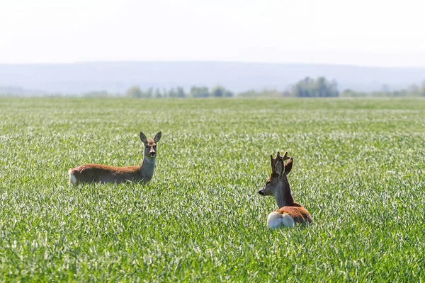 Cervos machos e veados fêmeas no campo de trigo. Cervos Roe vida selvagem . — Fotografia de Stock