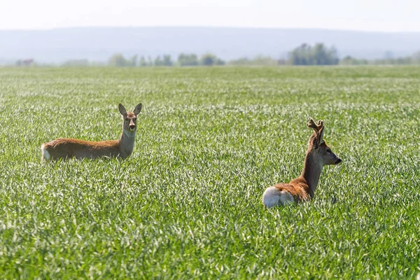 Male roe deer and female roe deer in wheat field. Roe deer wildlife.