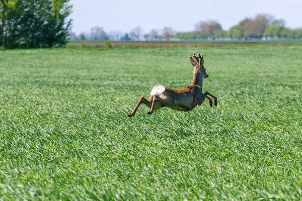 Roe Deer Buck salta no campo de trigo. Cervos Roe vida selvagem . — Fotografia de Stock