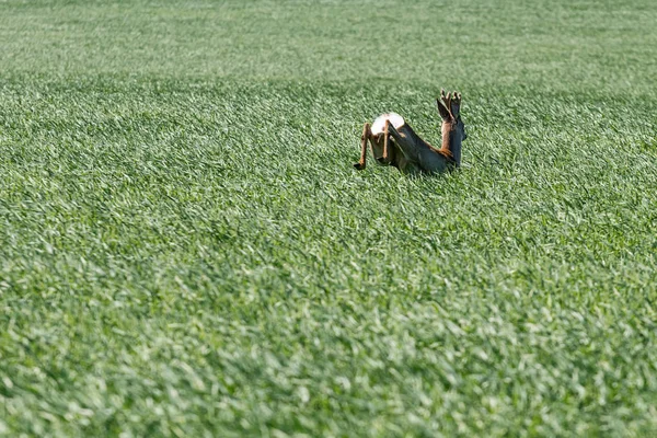 Reeën Buck springen in een tarweveld. Reeën wildlife. — Stockfoto