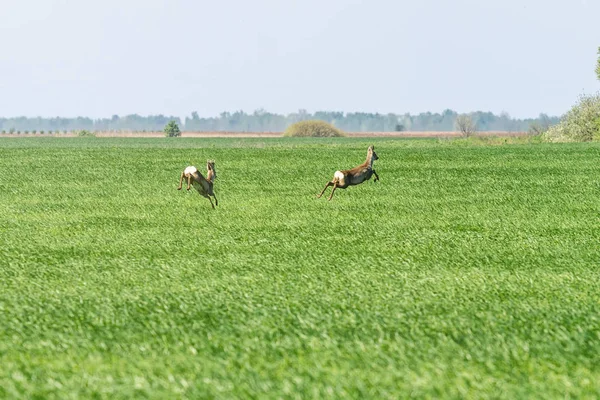 Rådjur Buck hoppa i vetefält. Rådjur vilda djur. — Stockfoto